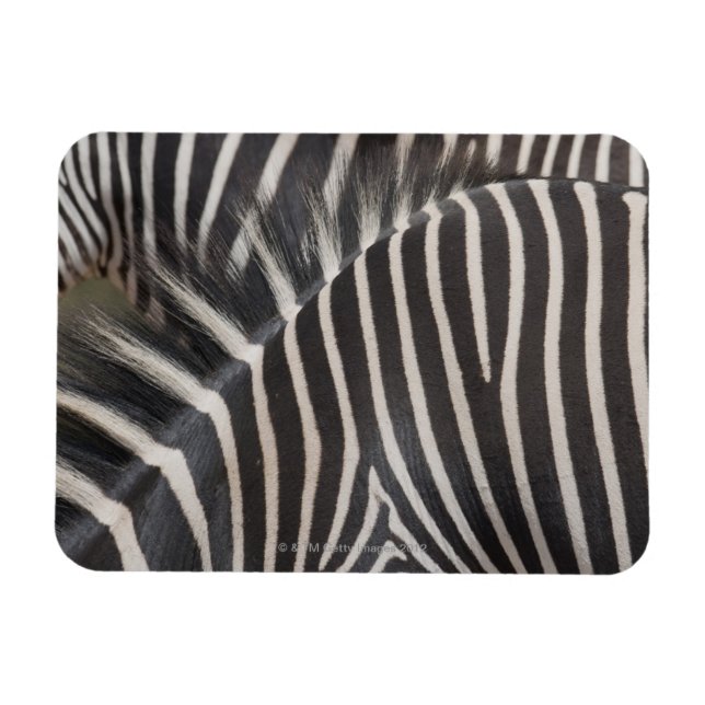 Imán Zebras (Horizontal)