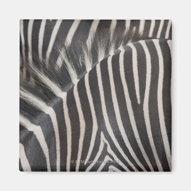 Imán Zebras (Frente)