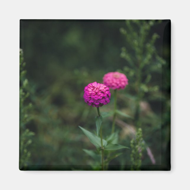 Imán Zinnia — (Frente)