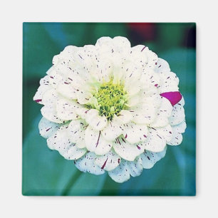 Imán Zinnia Flower Magnate