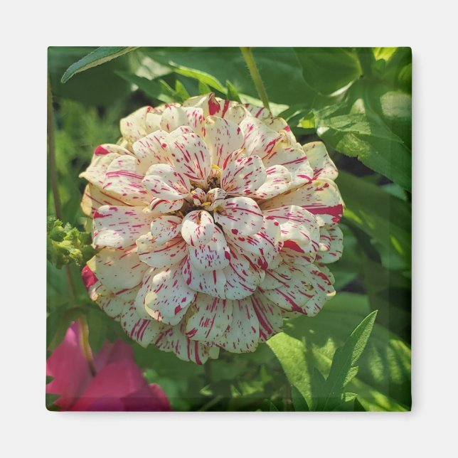 Imán Zinnia imnet (Frente)