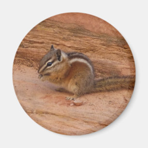 Imán Zion Chipmunk sobre las rocas rojas