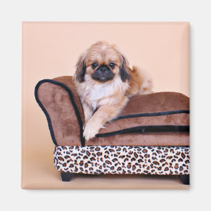 Imán Zoe - Pekingese