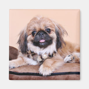Imán Zoe - Pekingese