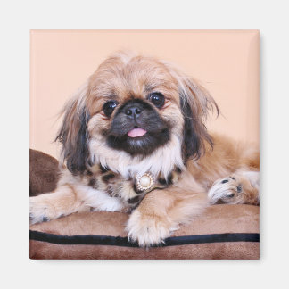Imán Zoe - Pekingese