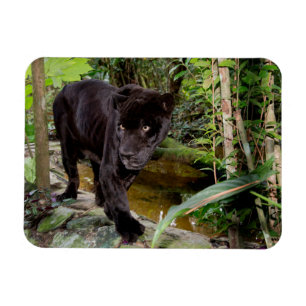 Imán Zoológico de la ciudad de Belice. Pantera negra