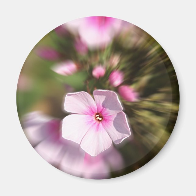 Imán Zoom Periwinkle (Frente)