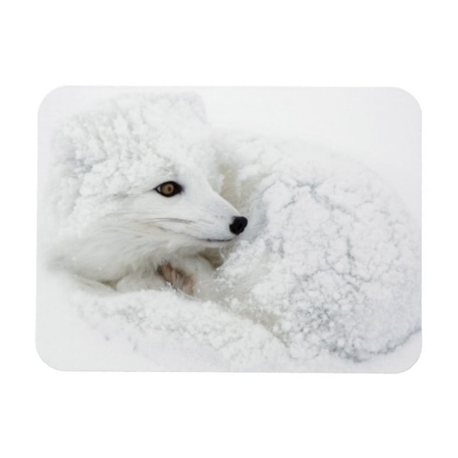 Imán Zorro ártico acurrucado en invierno (Horizontal)
