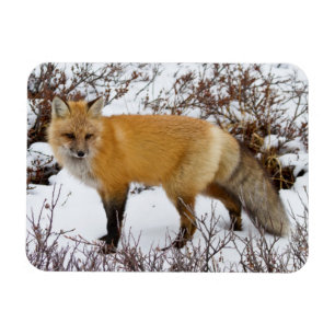 Imán Zorro rojo en la nieve en invierno
