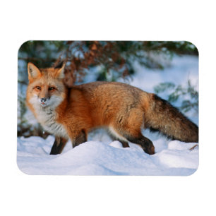 Imán Zorro Rojo   Nieve en Invierno, Montana