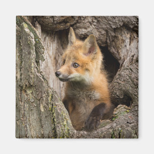 Imán Zorro Rojo Pequeño en un Árbol Hueco