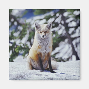 Imán Zorro Rojo sentado en banco de nieve, Vulpes, Mt.