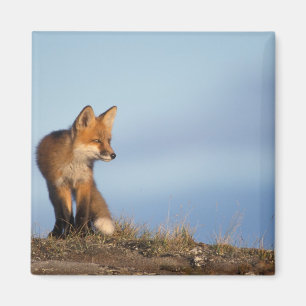 Imán zorro rojo, Vulpes vulpes