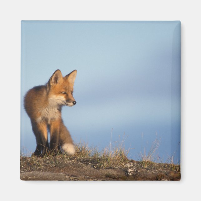 Imán zorro rojo, Vulpes vulpes (Frente)