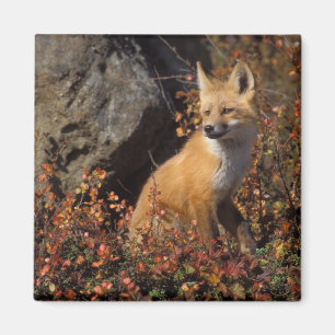 Imán zorro rojo, Vulpes vulpes