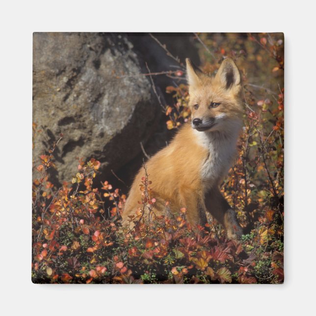 Imán zorro rojo, Vulpes vulpes (Frente)