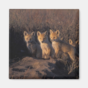 Imán zorro rojo, Vulpes vulpes, crías