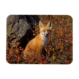 Imán zorro rojo, Vulpes vulpes, en colores de otoño a l