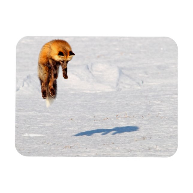 Imán Zorro Salto | Yukón, Canadá (Horizontal)