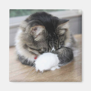 Imán Zorro Shy Kitty Square Magnet