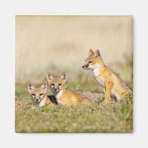 Imán Zorro veloz (Vulpes macrotis) joven en madriguera,