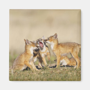 Imán Zorro veloz (Vulpes macrotis) joven en madriguera,