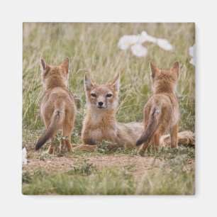 Imán Zorro veloz (Vulpes velox) hembra con crías en