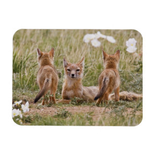 Imán Zorro veloz (Vulpes velox) hembra con crías en