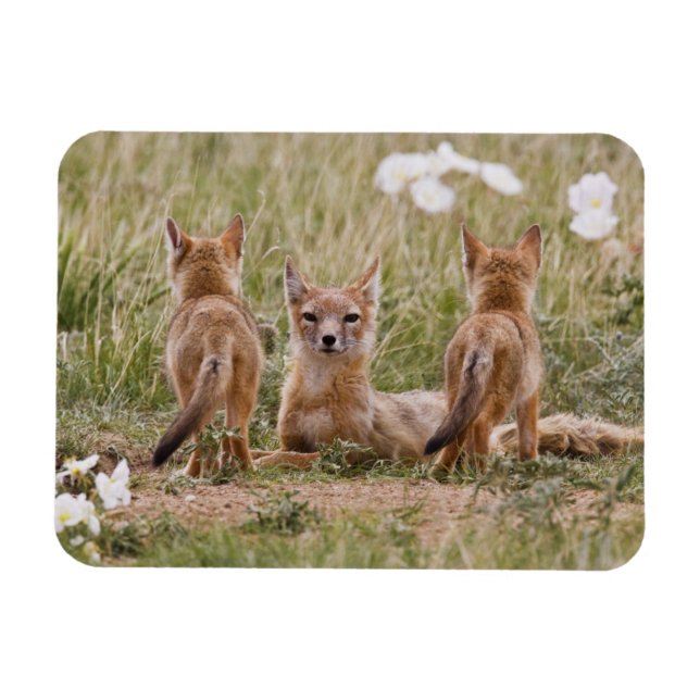 Imán Zorro veloz (Vulpes velox) hembra con crías en (Horizontal)