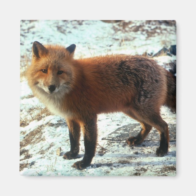 Imán Zorro vulpes_rojo (Frente)