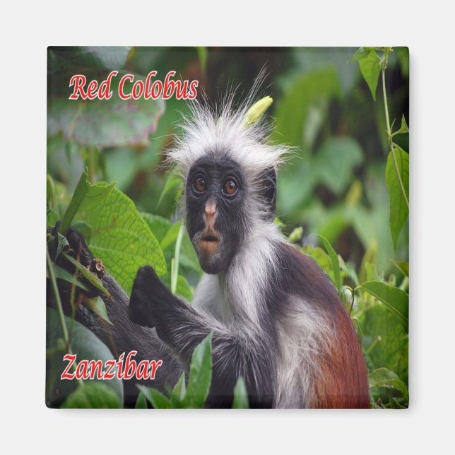 Imán zTZ010 ZANZIBAR, Red Colobus, Tanzania, Fridge (Frente)
