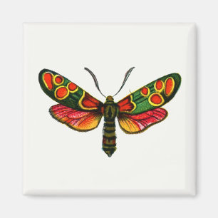 Imán Zygaena carniolica - La malla de burnet crepuscula