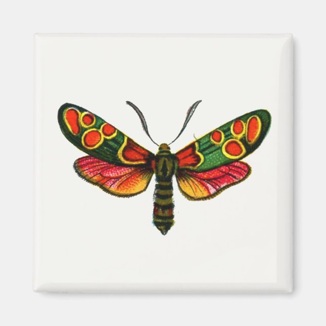 Imán Zygaena carniolica - La malla de burnet crepuscula (Frente)