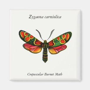 Imán Zygaena carniolica - La malla de burnet crepuscula