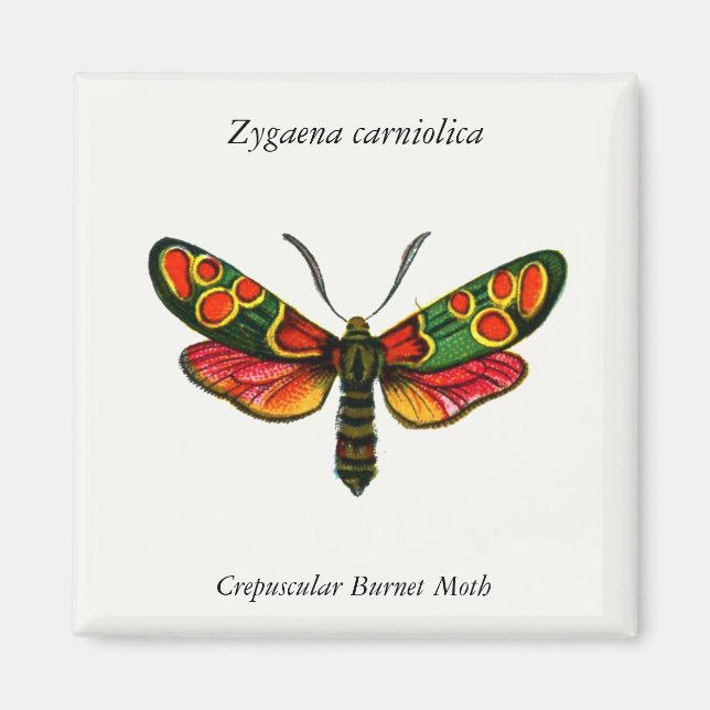 Imán Zygaena carniolica - La malla de burnet crepuscula (Frente)