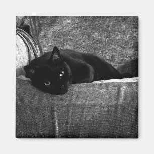 Imanes cómodos del gato negro