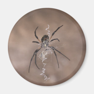 Imanes de Araña