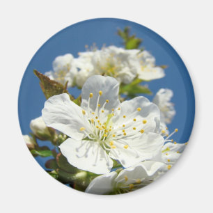 Imanes de flor de cerezo cielo azul floral persona