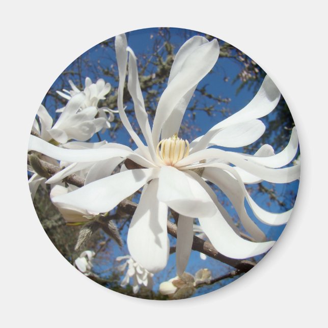 Imanes de flor de magnolia blanca Flores de árbol (Frente)