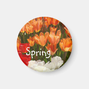 Imanes de flores de tulipán de primavera Tulipanes