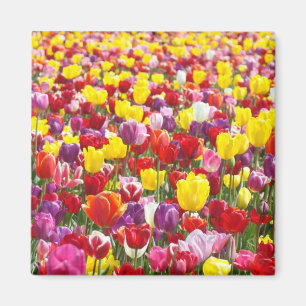 Imanes de flores de tulipán Primavera Tulipanes