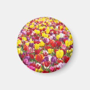 Imanes de flores de tulipán Primavera Tulipanes