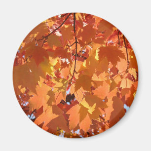 Imanes de hojas de otoño Arte de otoño Hojas de ár