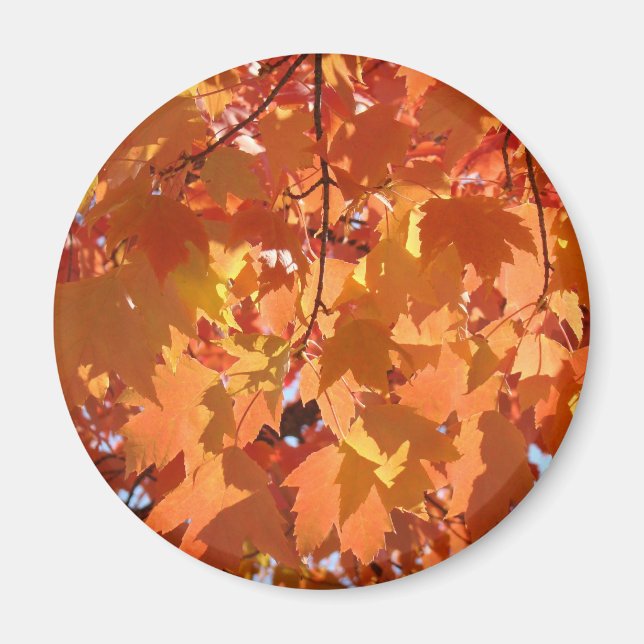 Imanes de hojas de otoño Arte de otoño Hojas de ár (Frente)