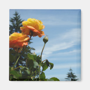 Imanes de jardín de rosas Cielo Azul Rosas Naranja