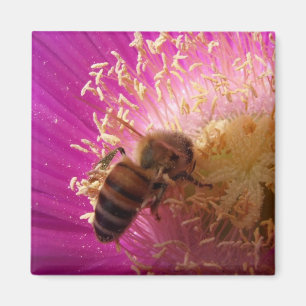 Imanes de la abeja