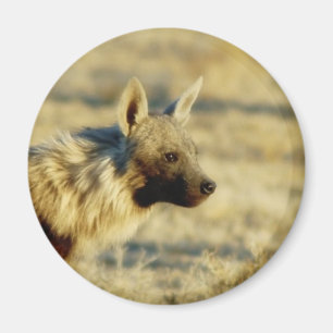 Imanes de la fauna del hyena de Brown