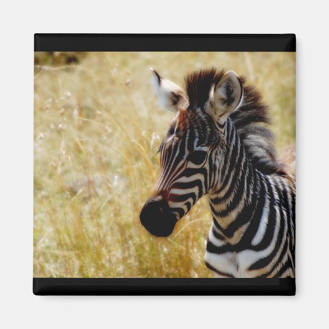 Imanes de la fauna silvestre Zebra Foal (redondos  (Frente)