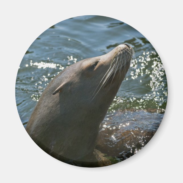 Imanes de León Marino (Frente)