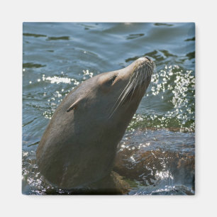 Imanes de León Marino